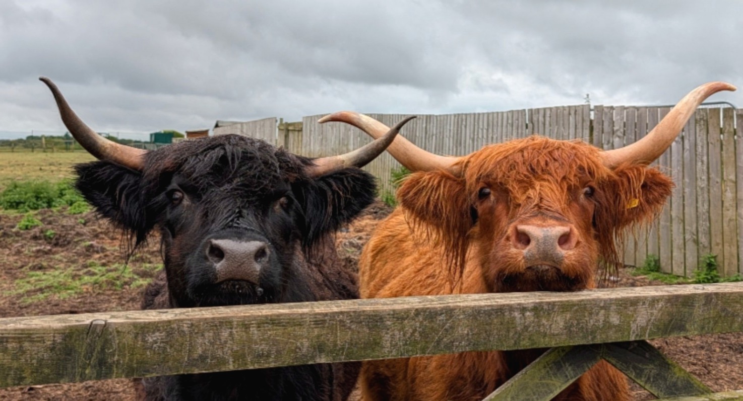 Two Highland cows at Hilltop Farm looking over a wooden gate